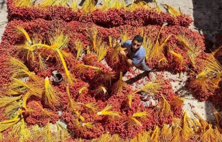 ذهب غزة الأحمر.. بين وفرة الإنتاج وإغلاق المعابر